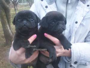 MOPS - fara avans - poze reale !!