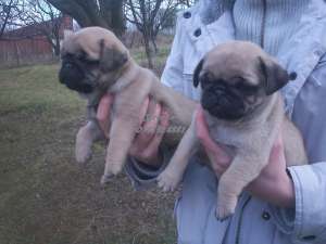 MOPS - fara avans - poze reale !!