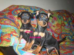 PINSCHER PITIC - fara avans - poze reale !!