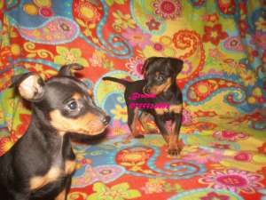 PINSCHER PITIC - fara avans - poze reale !!