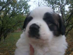 SAINT BERNARD - fara avans - poze reale !!
