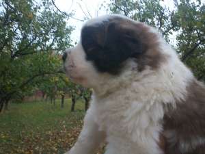 SAINT BERNARD - fara avans - poze reale !!