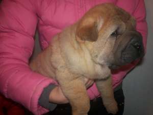 SHAR-PEI - fara avans - poze reale !!