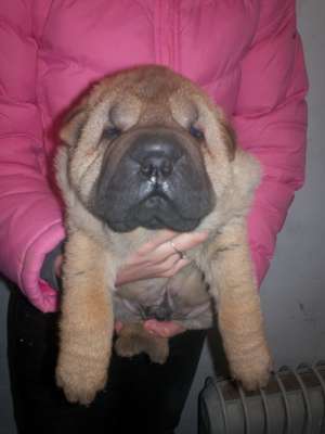 SHAR-PEI - fara avans - poze reale !!