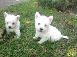WESTIE - fara avans - poze reale !!