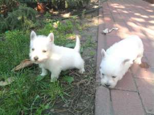 WESTIE - fara avans - poze reale !!
