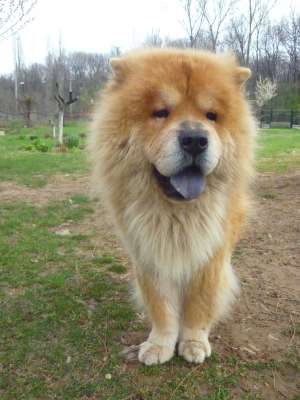 Baiat din rasa chow chow caut fata