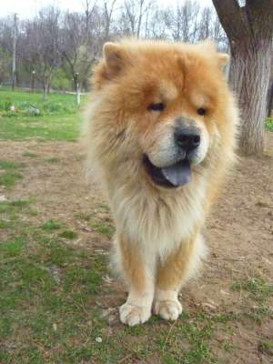 Baiat din rasa chow chow caut fata