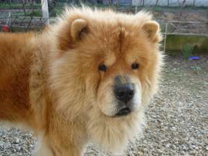 baiat chow-chow caut fata