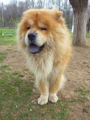 baiat chow-chow caut fata