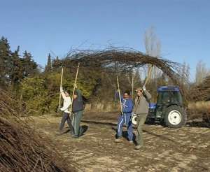 vand butasi de vita de vie si pomi fructiferi
