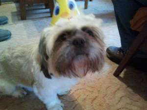 Imperechere SHIH TZU