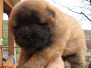 PUI CHOW-CHOW-direct de la crescator