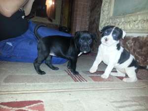 vand catei amstaff