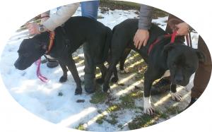 vand catei amstaff