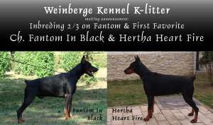 Canisa ,   vindem pui dobermann