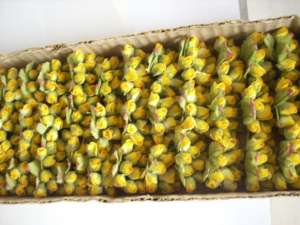 Vand Flori plastic de 10 cm pt decoratiuni