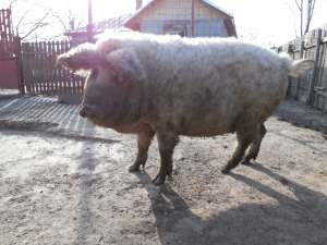 Vand purcei mangalita