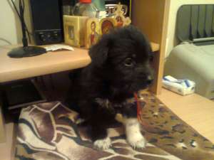 bichon havanez