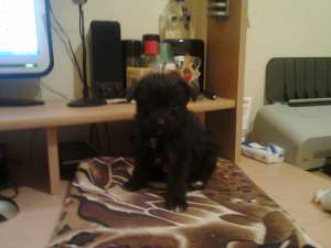 bichon havanez