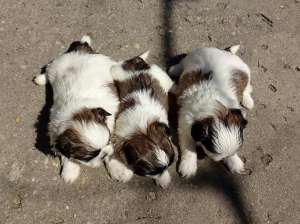 Vand pui Shih Tzu