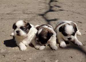 Vand pui Shih Tzu