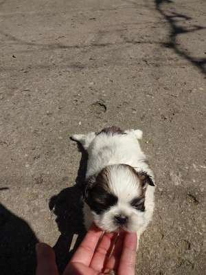 Vand pui Shih Tzu