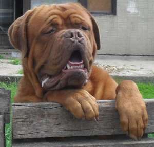 Vand pui Dog de Bordeaux