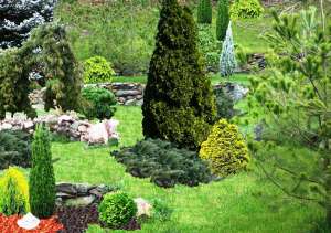 Plante ornamentale,  tuia brasov plante brasov flori brasov