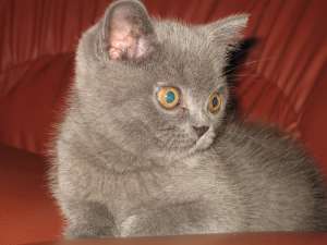 MOTANEL BRITISH SHORTHAIR BLUE