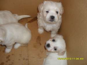 vand puiuti bichon maltese