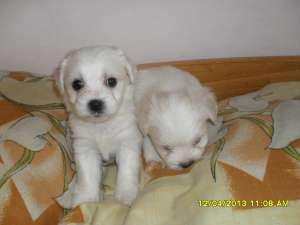 vand puiuti bichon maltese