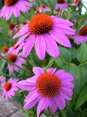 VAND SEMINTE ECHINACEEA (ECHINACEA PURPUREA)