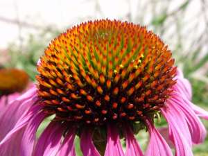 VAND SEMINTE ECHINACEEA (ECHINACEA PURPUREA)