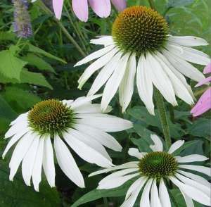 VAND SEMINTE ECHINACEEA (ECHINACEA PURPUREA)