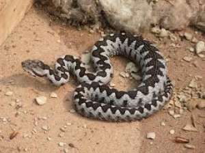 Vand vipera ammodytes ammodytes
