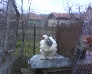 vand un cocos si doua gaini brahma h. deschis