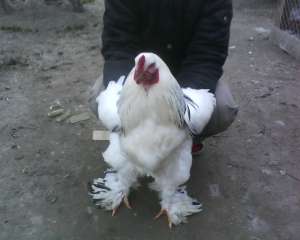 vand un cocos si doua gaini brahma h. deschis