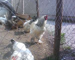 vand un cocos si doua gaini brahma h. deschis