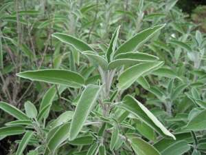 VAND SEMINTE DE SALVIE (SALVIA OFFICINALIS)