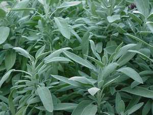 VAND SEMINTE DE SALVIE (SALVIA OFFICINALIS)