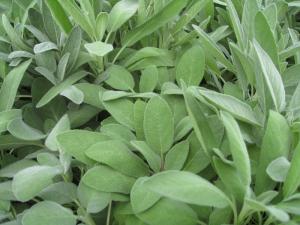 VAND SEMINTE DE SALVIE (SALVIA OFFICINALIS)