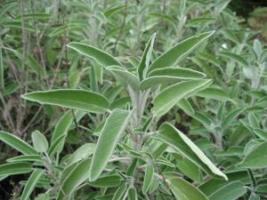 VAND SEMINTE DE SALVIE (SALVIA OFFICINALIS)