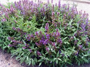 VAND SEMINTE DE SALVIE (SALVIA OFFICINALIS)