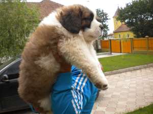 crescator caini de rasa, vand pui saint bernard rasa pura, vaccinati, deparazitati, carnet de sanata