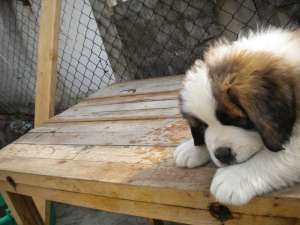 crescator caini de rasa, vand pui saint bernard rasa pura, vaccinati, deparazitati, carnet de sanata
