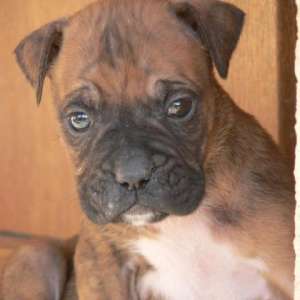 Vand catei rasa BOXER