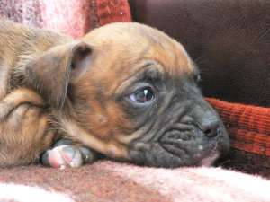 Vand catei rasa BOXER