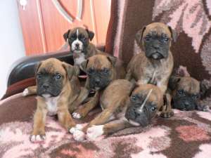 Vand catei rasa BOXER