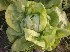 Salata Verde